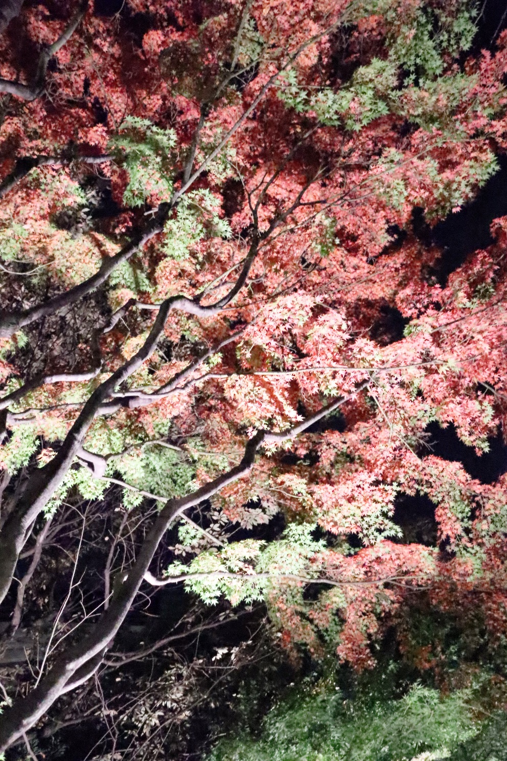横浜公園 彼我庭園 紅葉