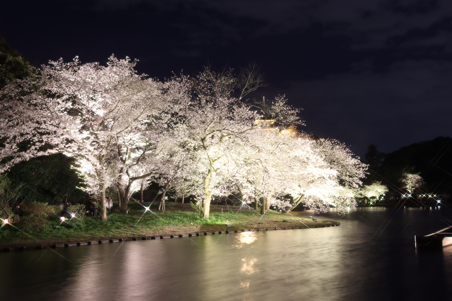 三渓園 外苑 桜ライトアップ