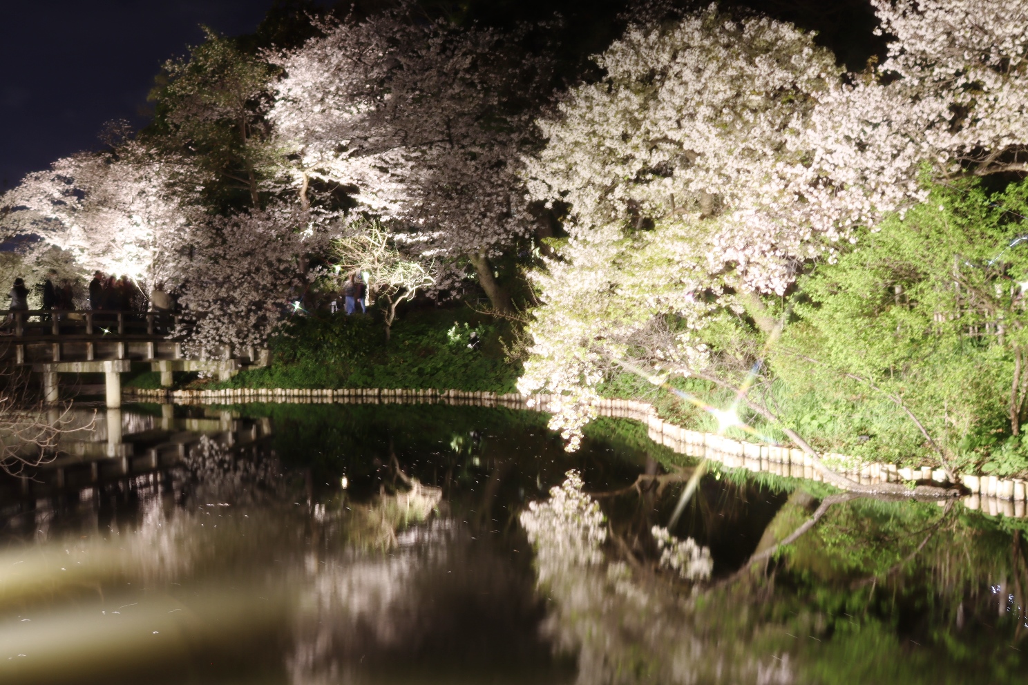 三渓園 外苑 桜ライトアップ