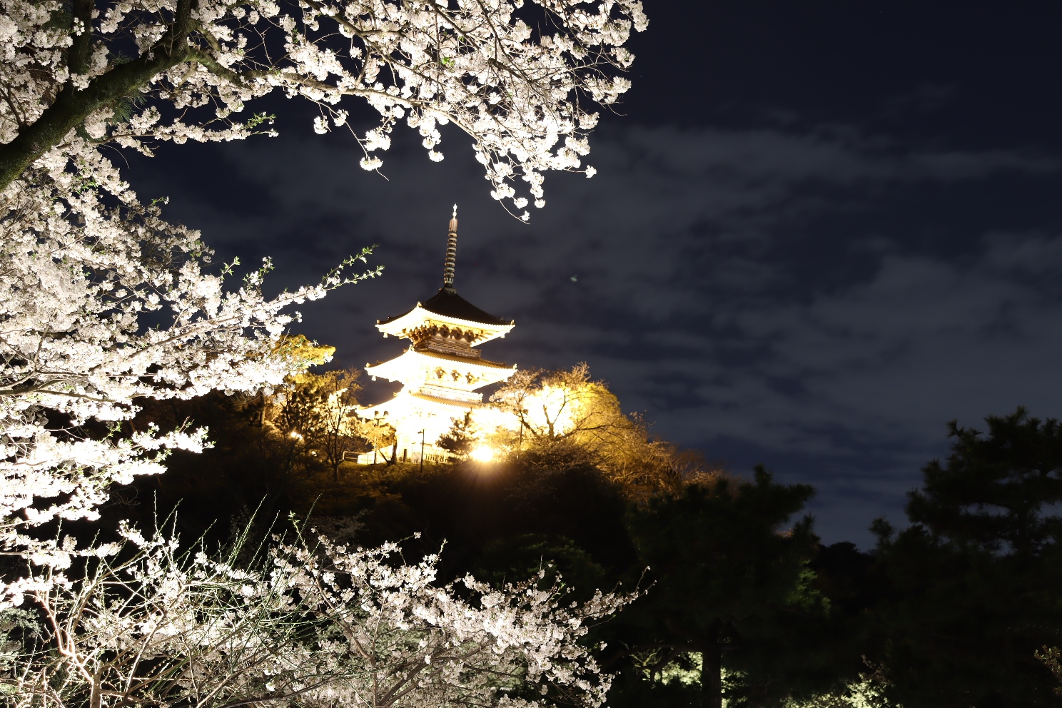 三渓園 外苑 桜ライトアップ