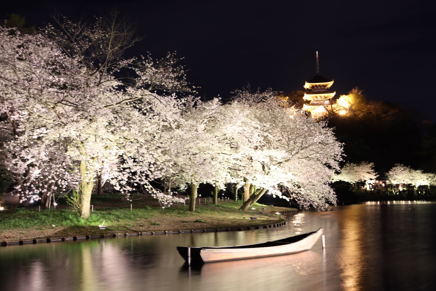 三渓園 外苑 桜ライトアップ