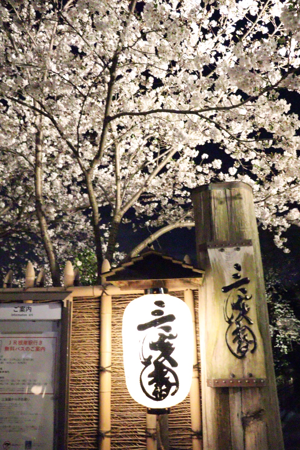 三渓園 外苑 桜ライトアップ