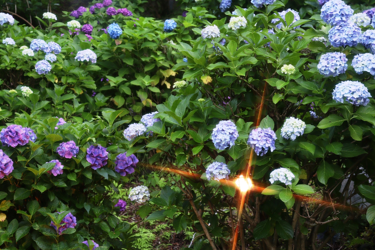 小田原城址公園 あじさい花菖蒲まつり 本丸東堀紫陽花