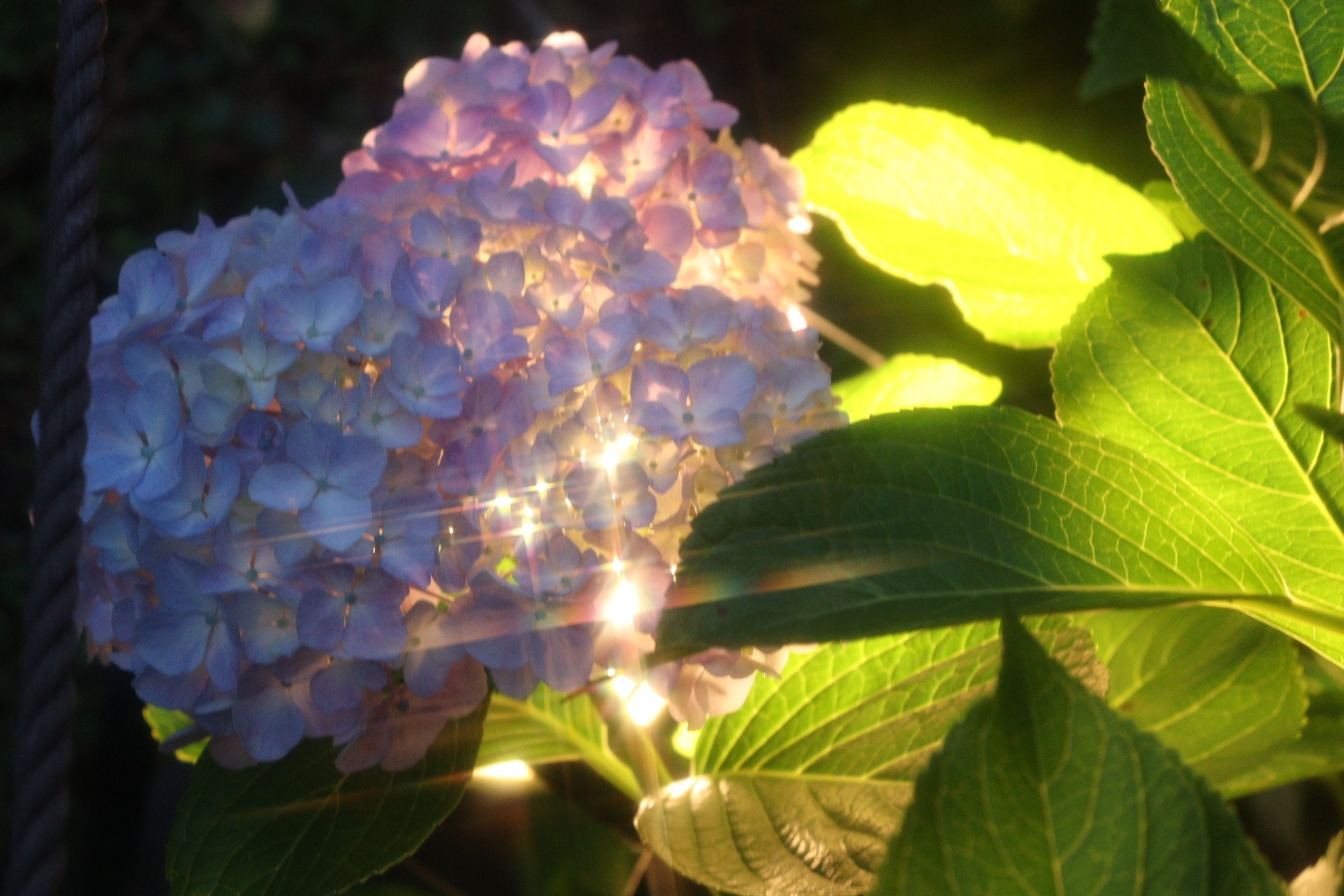 小田原城址公園 あじさい花菖蒲まつり 本丸東堀紫陽花