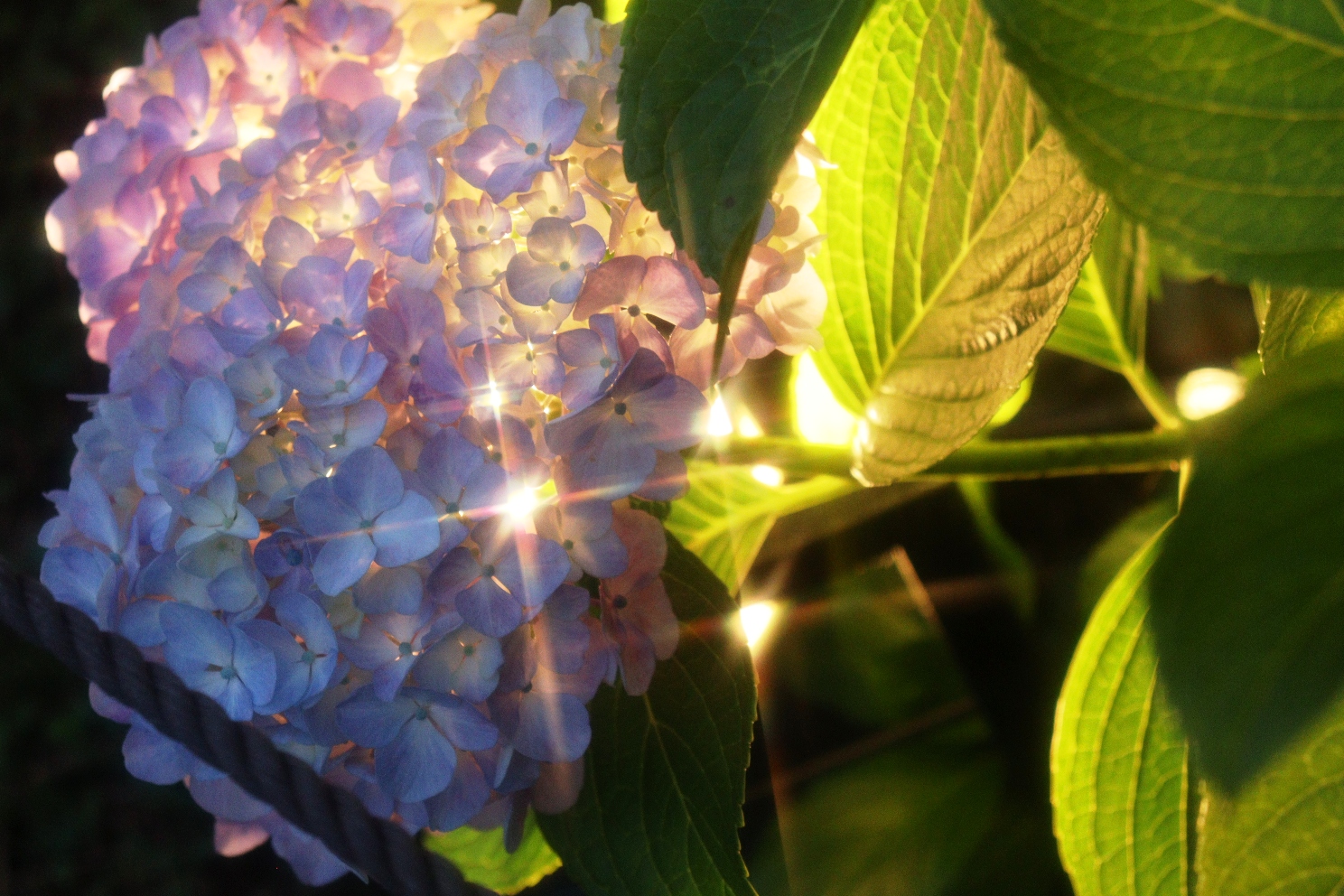小田原城址公園 あじさい花菖蒲まつり 本丸東堀紫陽花