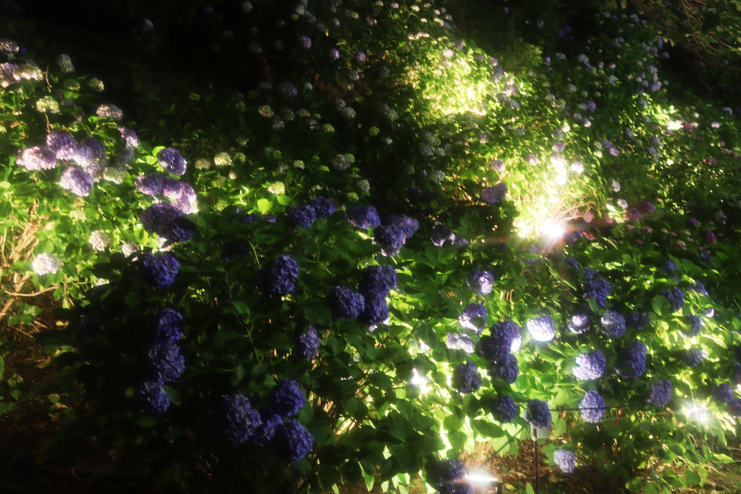 小田原城址公園 あじさい花菖蒲まつり 本丸東堀紫陽花