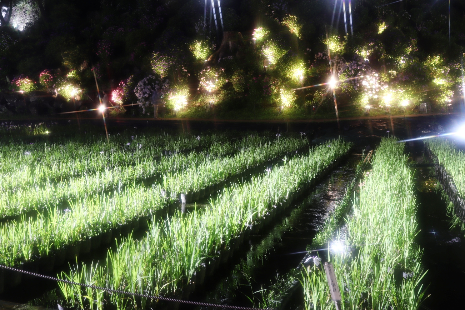 小田原城址公園 あじさい花菖蒲まつり 本丸東堀紫陽花・花菖蒲