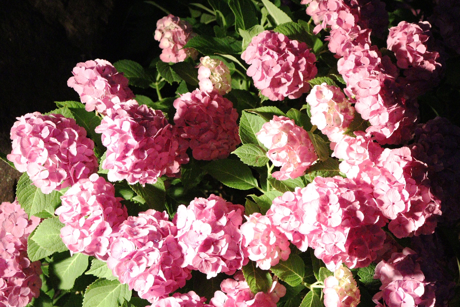 小田原城址公園 あじさい花菖蒲まつり 本丸東堀紫陽花