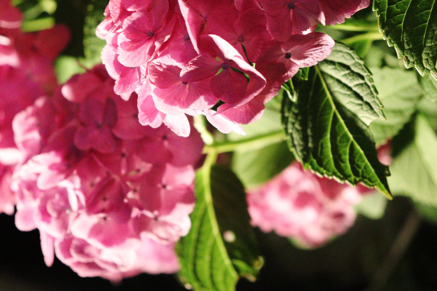 小田原城址公園 あじさい花菖蒲まつり 本丸東堀紫陽花