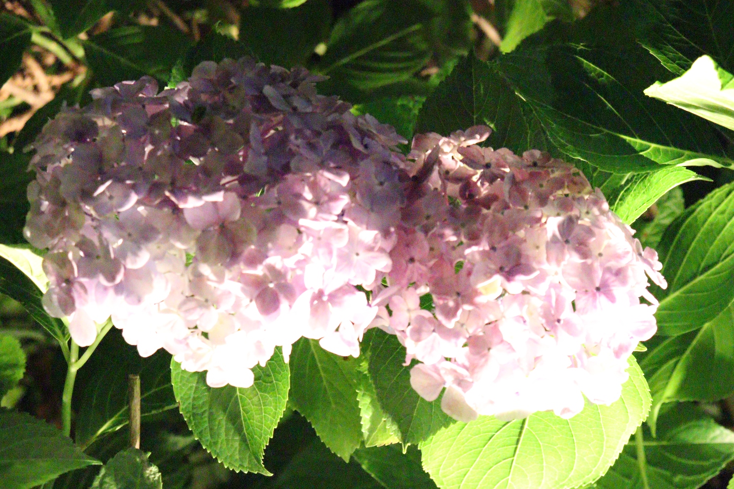 小田原城址公園 あじさい花菖蒲まつり 本丸東堀紫陽花