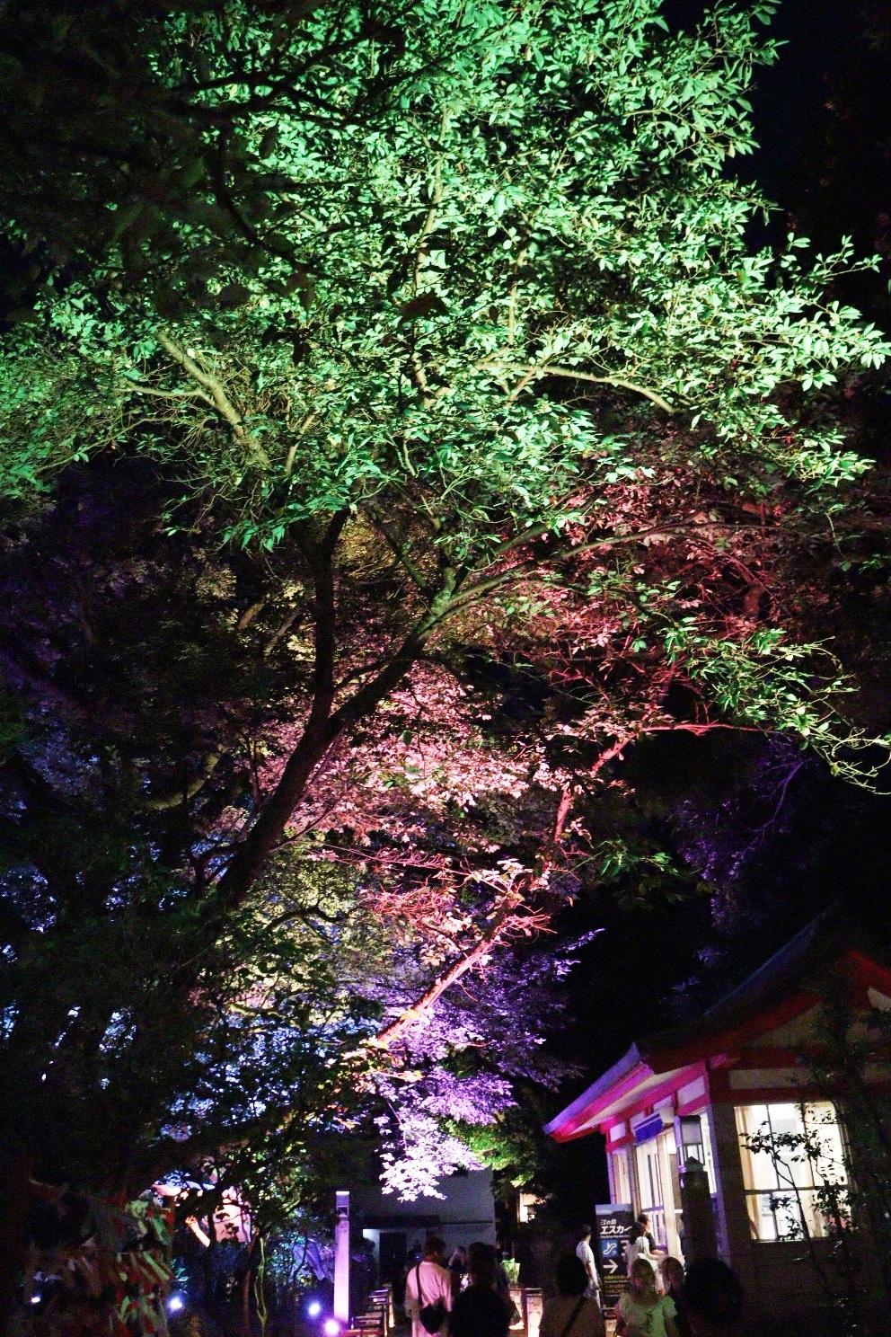 江の島 中津宮参道 江の島灯篭2025