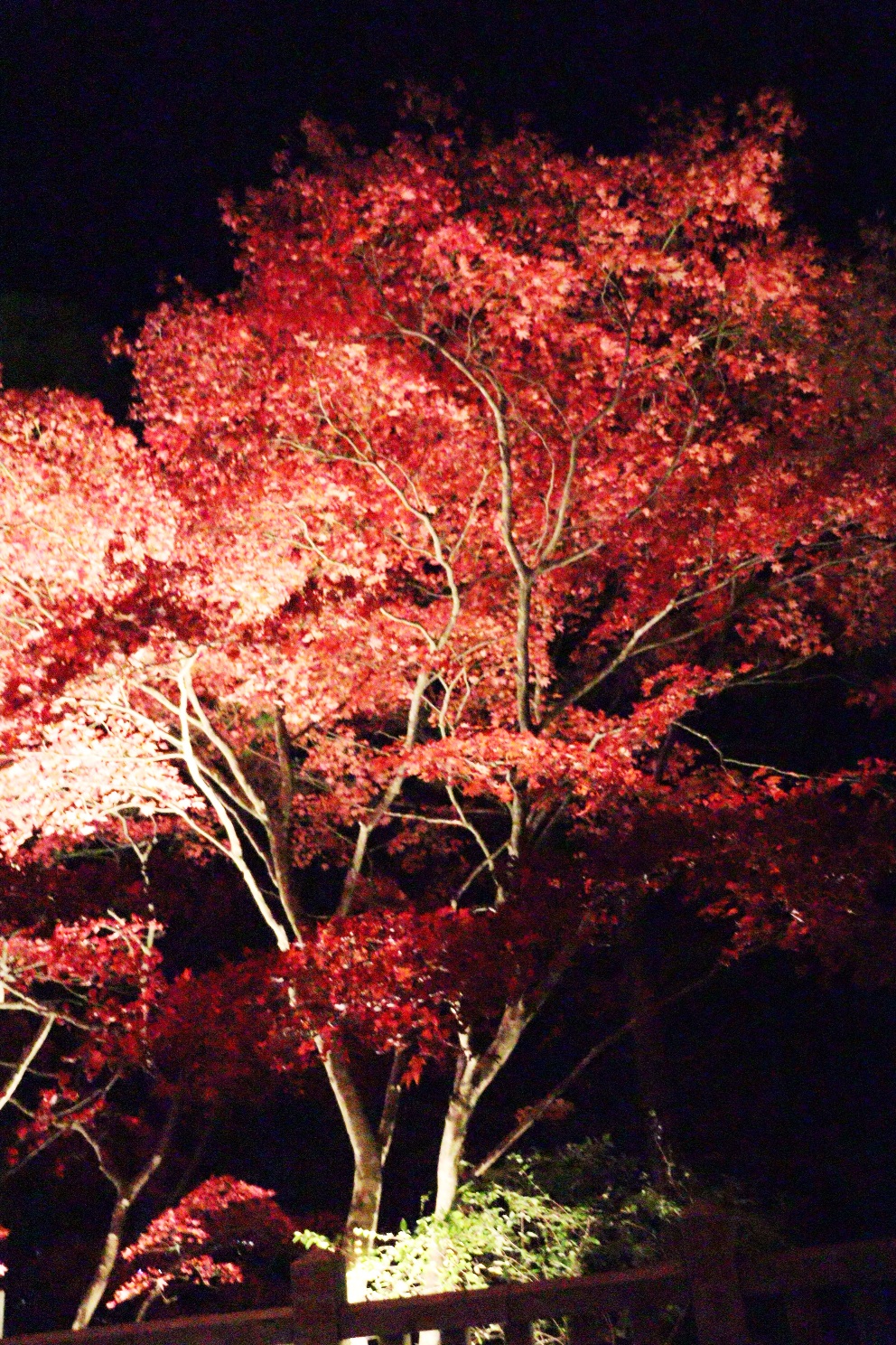 伊勢原大山 大山もみじ祭 紅葉