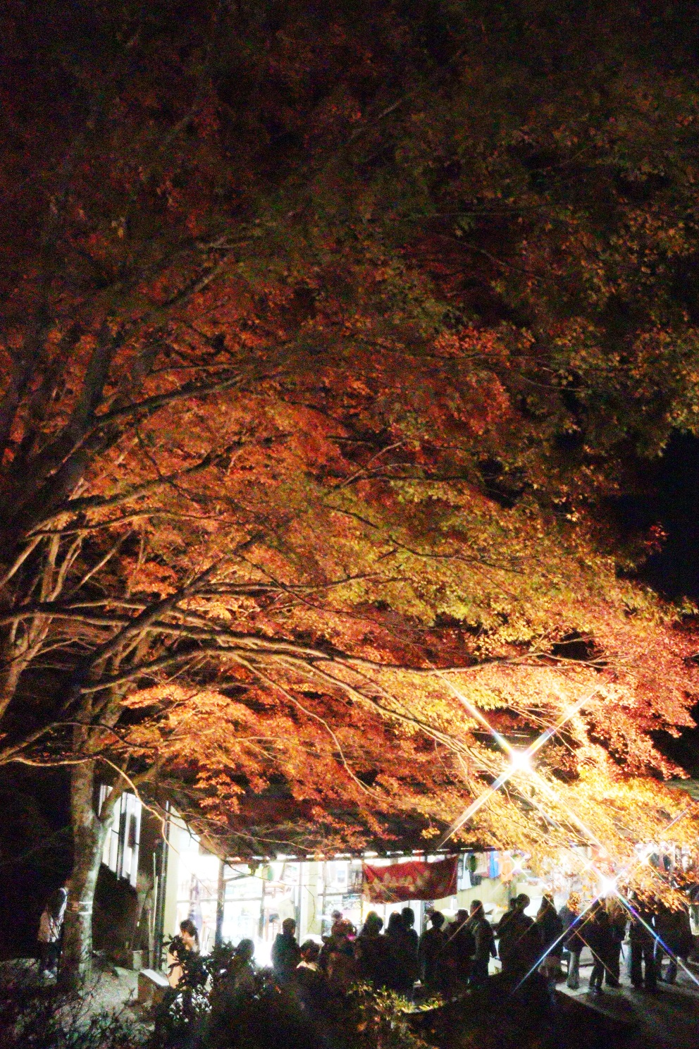 伊勢原大山 大山もみじ祭 阿夫利神社下社参集殿
