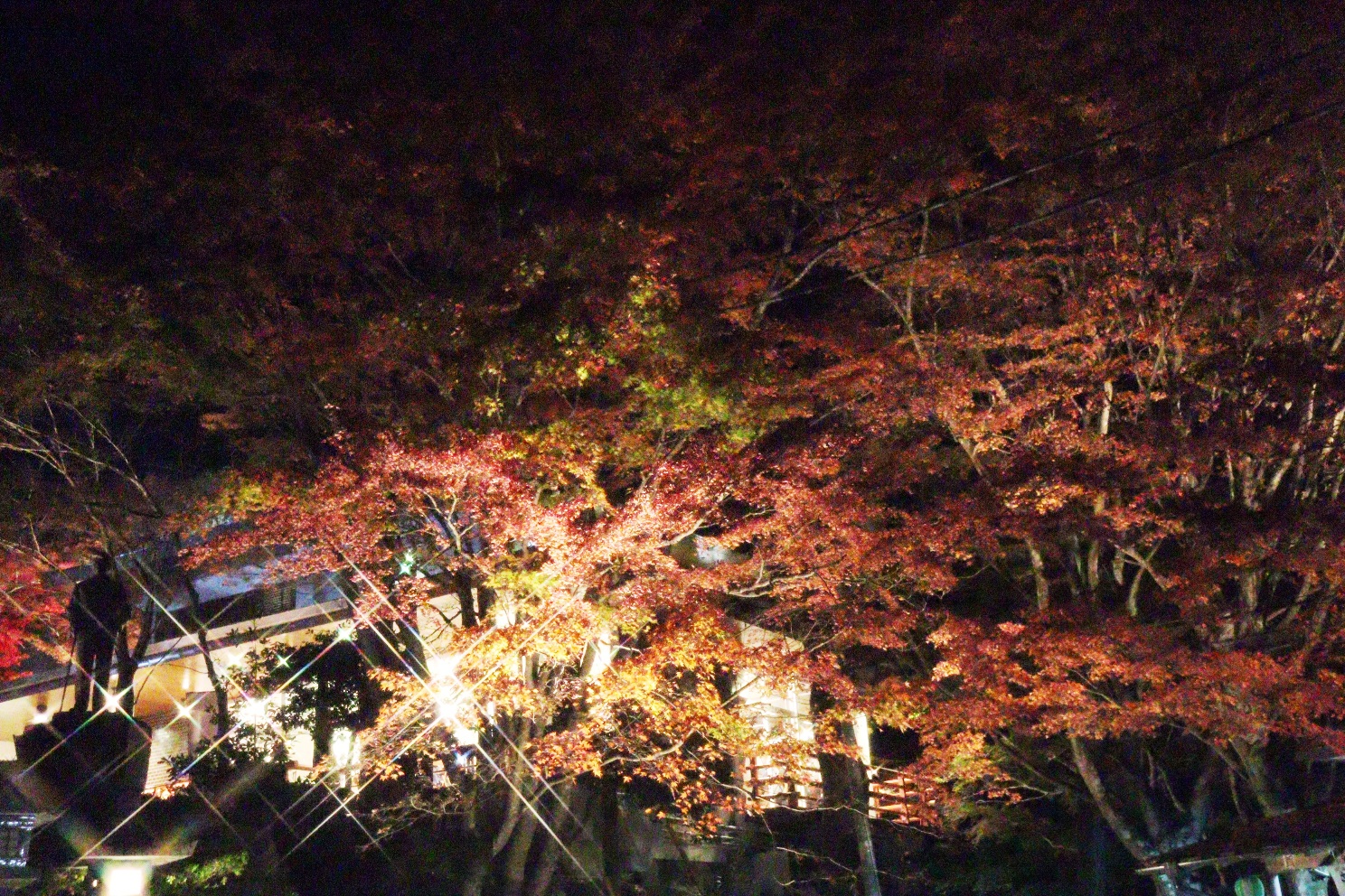 伊勢原大山 大山もみじ祭 阿夫利神社下社参集殿