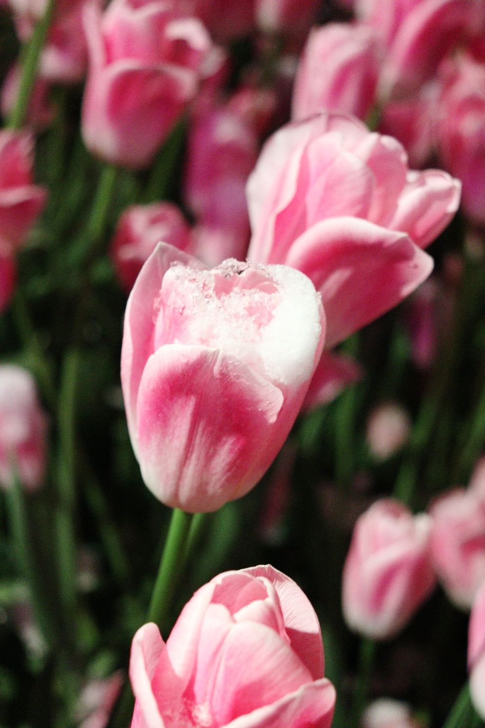 江の島 サムエル・コッキング苑 湘南の宝石