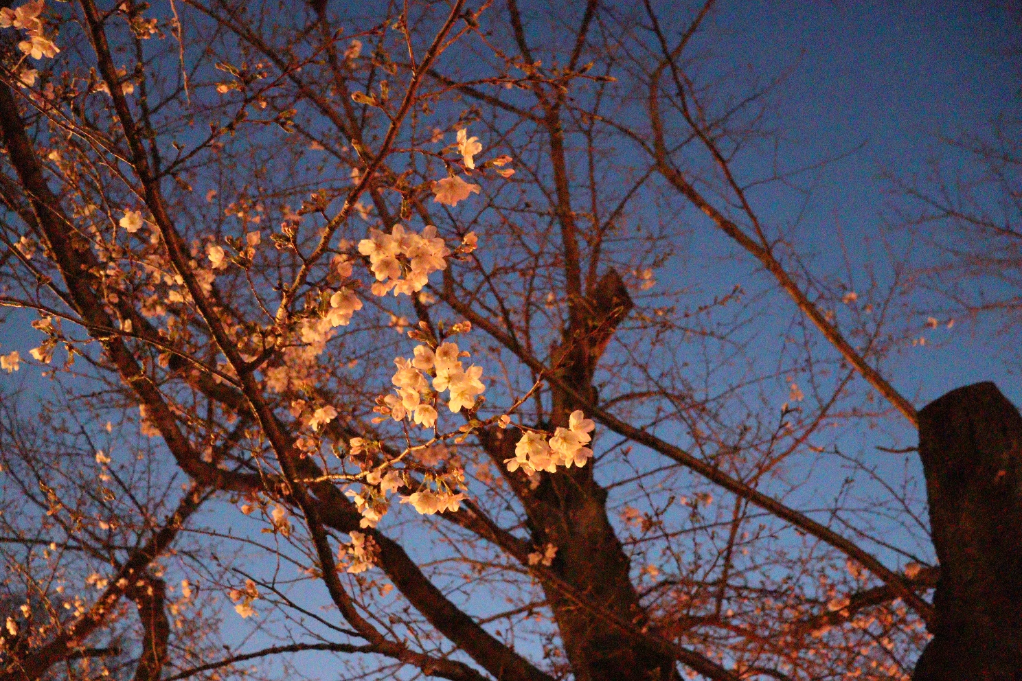 上野恩賜公園 うえの桜まつり