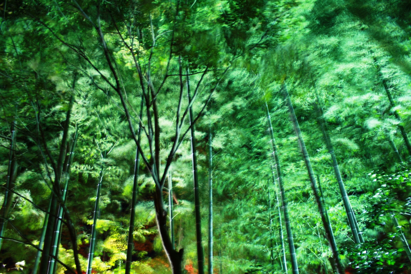 大磯 城山公園 紅葉