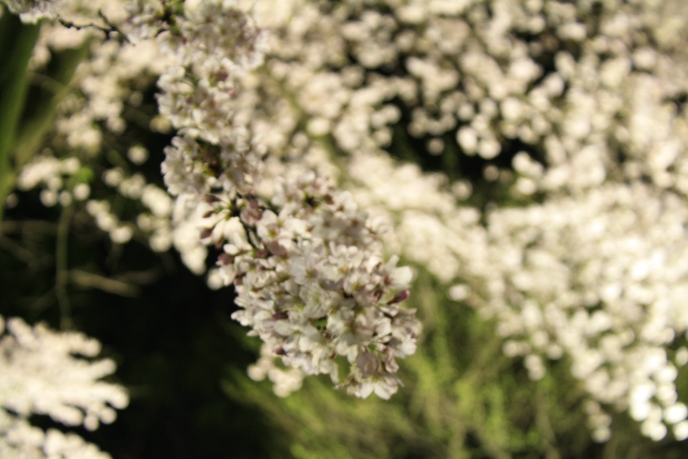寒川神社 寒川神社夜桜