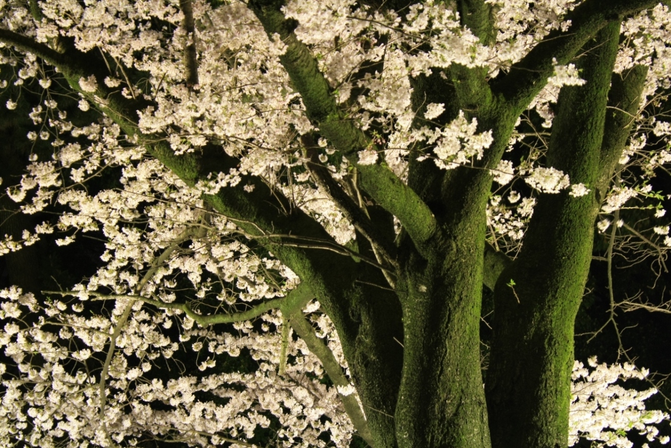 寒川神社 寒川神社夜桜