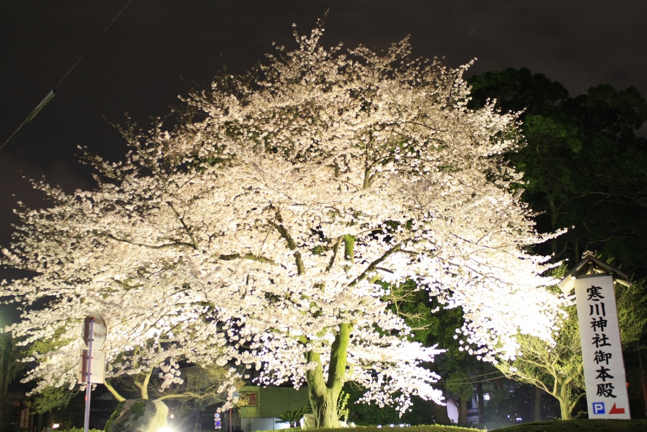 寒川神社 寒川神社夜桜