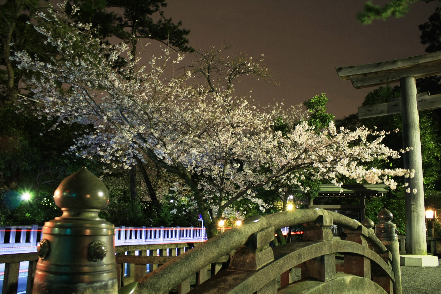 寒川神社 寒川神社夜桜