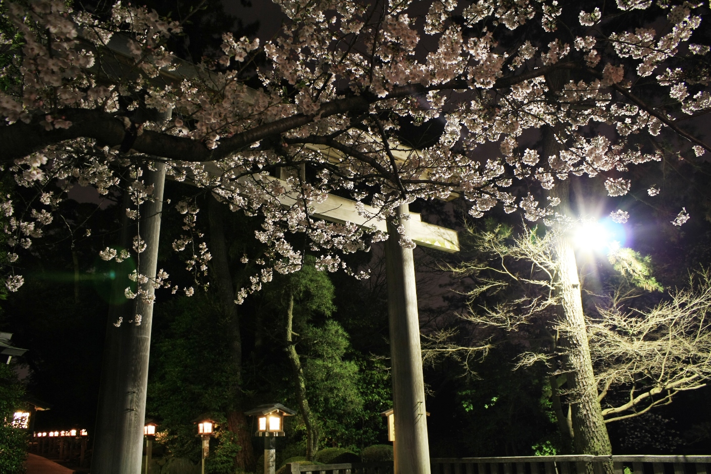 寒川神社 寒川神社夜桜