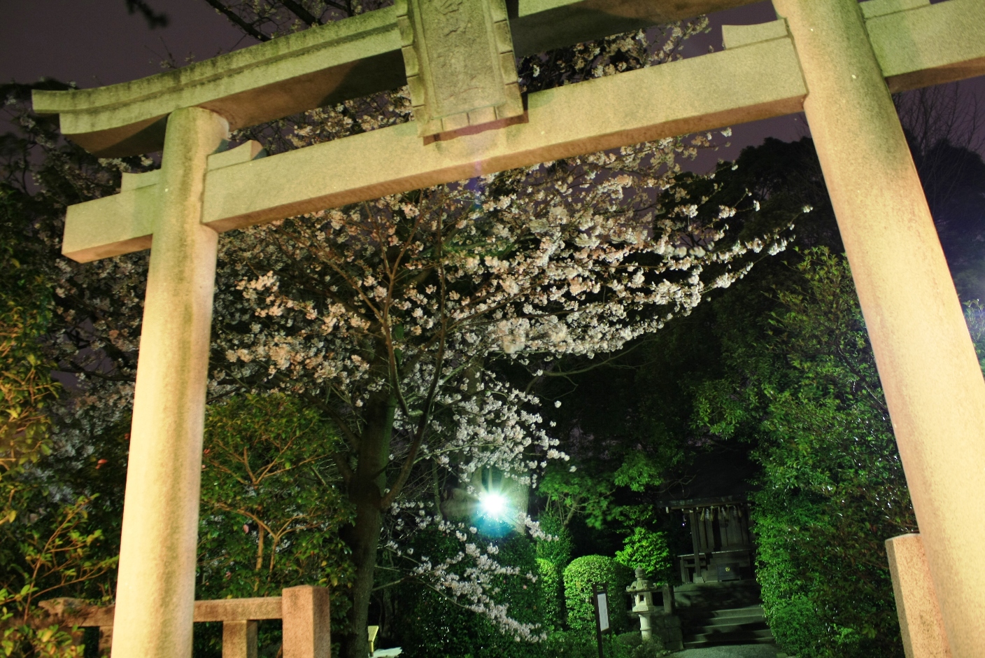 寒川神社 寒川神社夜桜